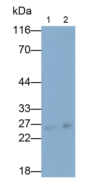 Polyclonal Antibody to Peroxiredoxin 6 (PRDX6)