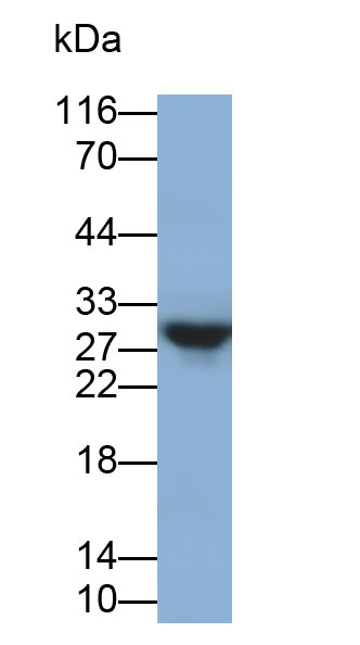 Polyclonal Antibody to Casein Beta (CSN2)