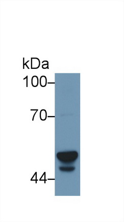 Polyclonal Antibody to Cytochrome P450 3A7 (CYP3A7)