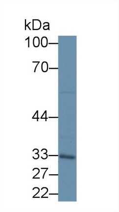 Polyclonal Antibody to LETM1 Domain Containing Protein 1 (LETMD1)