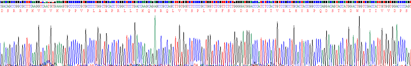 Recombinant Tyrosine Kinase With Immunoglobulin Like And EGF Like Domains Protein 1 (Tie1)