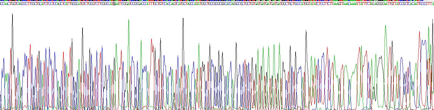 Recombinant Synaptosomal Associated Protein 25kDa (SNAP25)