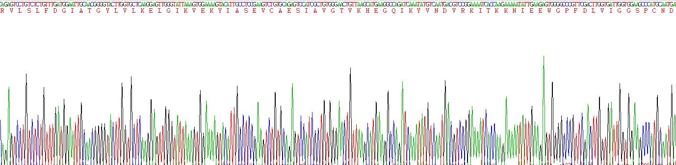 Recombinant DNA Methyltransferase 3B (DNMT3B)