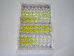 ELISA Kit for Collagen Type IV (COL4)