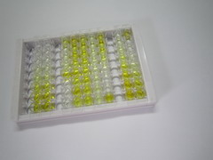 ELISA Kit for Lactate Dehydrogenase (LDH)