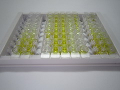 ELISA Kit for Lactate Dehydrogenase (LDH)