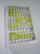 ELISA Kit for Mitochondrial Uncoupling Protein 2 (UCP2)