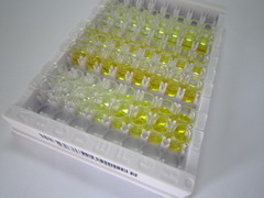 ELISA Kit for Sequestosome 1 (SQSTM1)