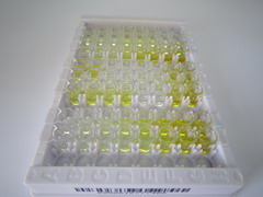 ELISA Kit for Cytochrome P450 1A1 (CYP1A1)