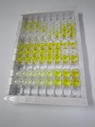 ELISA Kit for Glutamate Receptor, Ionotropic, N-Methyl-D-Aspartate 2D (GRIN2D)