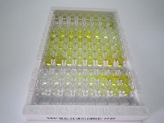 ELISA Kit for DNA Methyltransferase 1 (DNMT1)