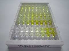 ELISA Kit for Four And A Half LIM Domains Protein 1 (FHL1)