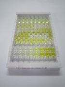 ELISA Kit for Microtubule Associated Protein 1 Light Chain 3 Alpha (MAP1LC3a)