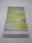 ELISA Kit for Myxovirus Resistance 1 (MX1)