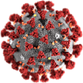 An accomplice of the coronavirus-ACE2