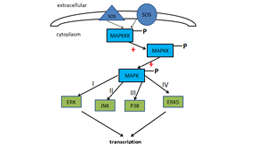 Cascade Ativation Signal Pathway of Mitogen-Activated Protein Kinases(MAPK)