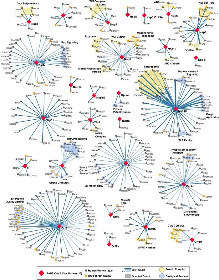 Potential Target for Drug of SARS-CoV-2