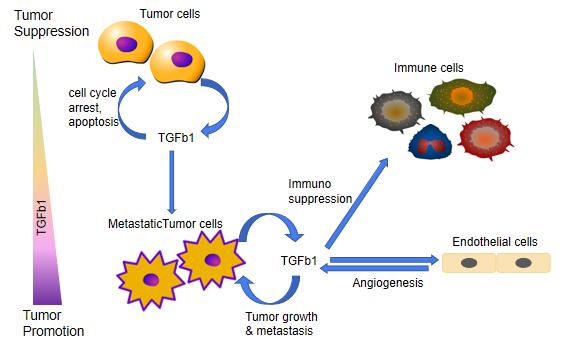 TGFb1 - an angel or a devil?