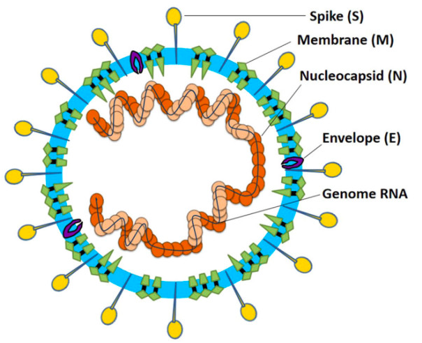 The second key protein of SARS-CoV-2 infection, CD147