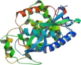 2',5'-Oligoadenylate Synthetase 1 (OAS1)