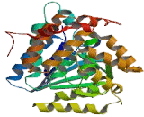 3-Hydroxyisobutyryl Coenzyme A Hydrolase (HIBCH)