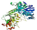 3-Oxoacid Coenzyme A Transferase 1 (OXCT1)