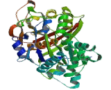 3-Oxoacyl Acyl Carrier Protein Synthase, Mitochondrial (OXSM)