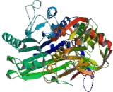 Cluster Of Differentiation 73 (CD73)