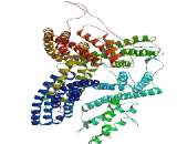 A Kinase Anchor Protein 12 (AKAP12)