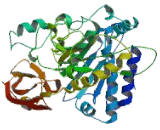 AE Binding Protein 1 (AEBP1)
