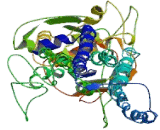 ATP Binding Cassette Transporter B8 (ABCB8)