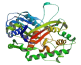 Acetyl Coenzyme A Acetyltransferase 2 (ACAT2)