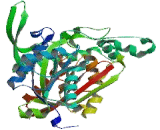 Acetyl Coenzyme A Acyltransferase 1 (ACAA1)