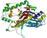 Acetyl Coenzyme A Acyltransferase 2 (ACAA2)