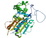 Acid Phosphatase 6, Lysophosphatidic (ACP6)