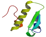 Activating Signal Cointegrator 1 Complex Subunit 1 (ASCC1)