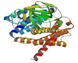 Acyl Coenzyme A Dehydrogenase, C2-To-C3 Short Chain (ACADS)