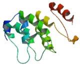 Adrenomedullin 2 (ADM2)