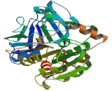 Alcohol Dehydrogenase 3 (ADH3)