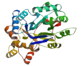 Aldose Reductase Like Protein 1 (ARL1)