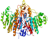 Alkaline Phosphatase (ALP)