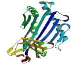 Alpha-2-Glycoprotein 1, Zinc Binding (aZGP1)