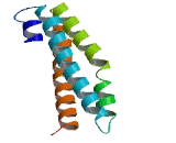 Alpha-Catenin Like Protein 1 (CTNNaL1)
