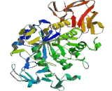 Salivary Alpha Amylase (AMY1A)