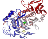 Amylase Gamma (Amyg)