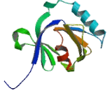 Amyloid Beta Precursor Protein Binding Protein B2 (APBB2)