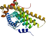 Androgen Receptor (AR)