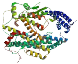 Angiotensin I Converting Enzyme 2 (ACE2)