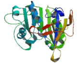 Angiotonin Transactivated Protein 1 (ATP1)