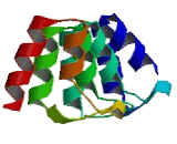 Ankyrin Repeat And SOCS Box Containing Protein 13 (ASB13)